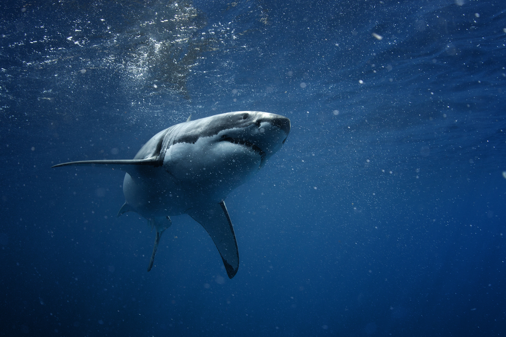toxins in shark meat linked to ALS