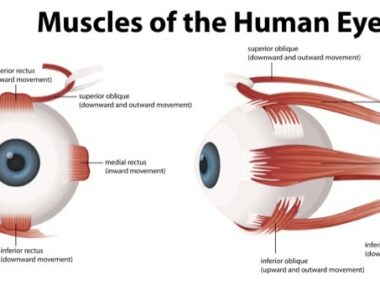 eye muscles of ALS patients