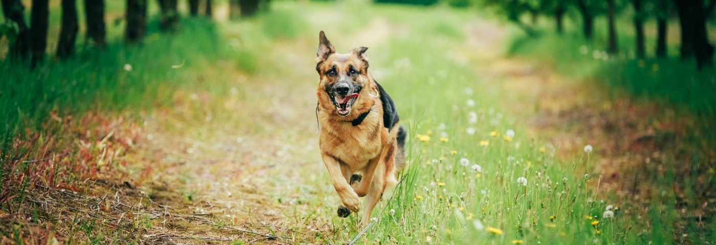 Treating Dogs with ALS-like Disease May Lead to Advances in New Therapy for Humans