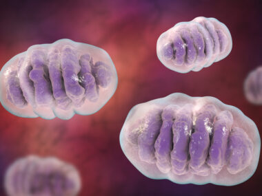 Mitochondria and ALS study