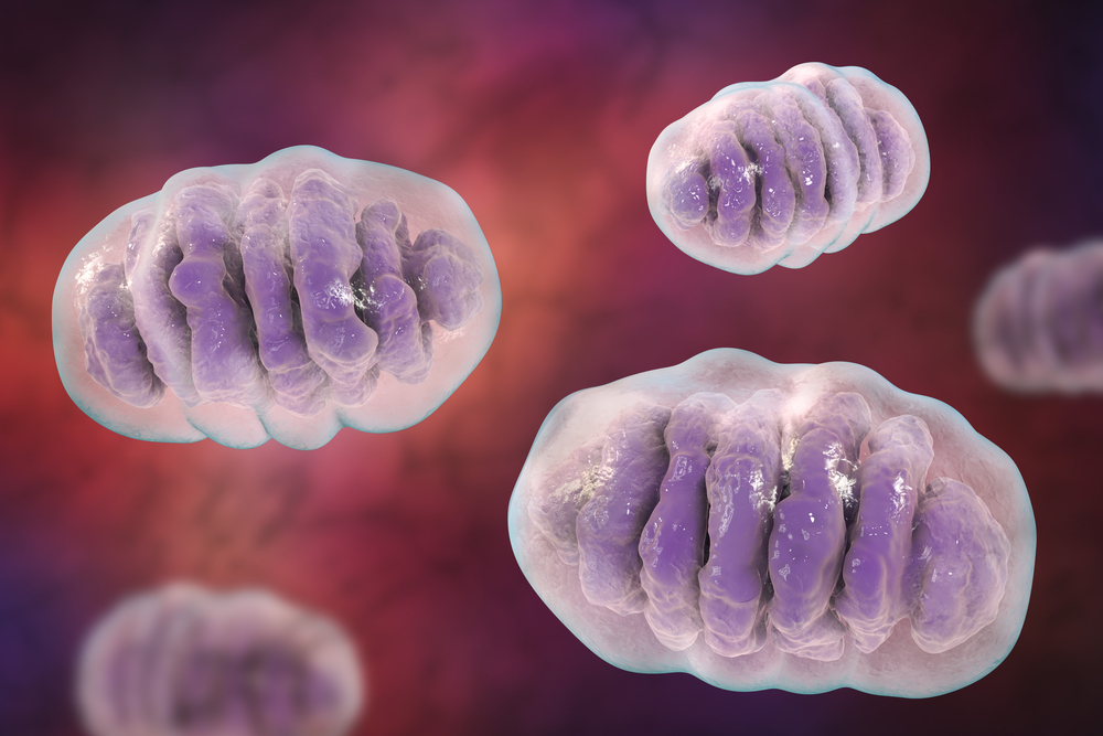 Mitochondria and ALS study