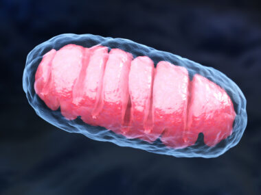 mitochondrial suicide