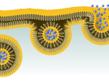 C9orf72 gene function