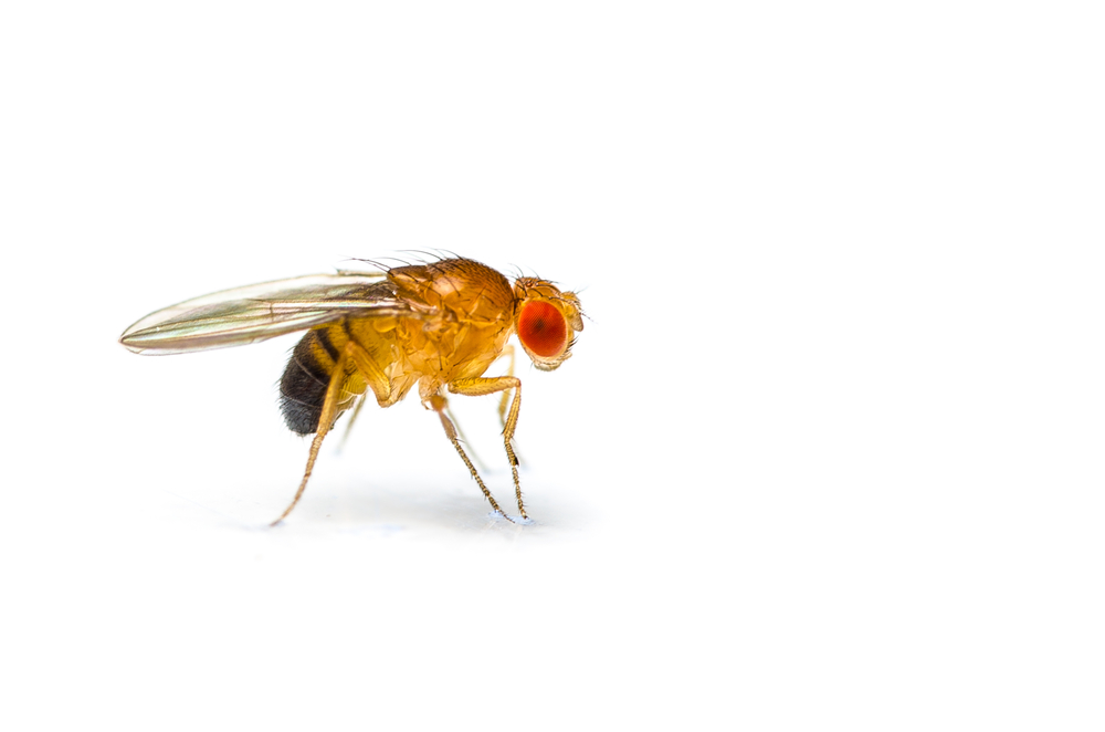 fruit fly study for ALS