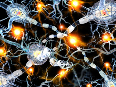 nervous system model study