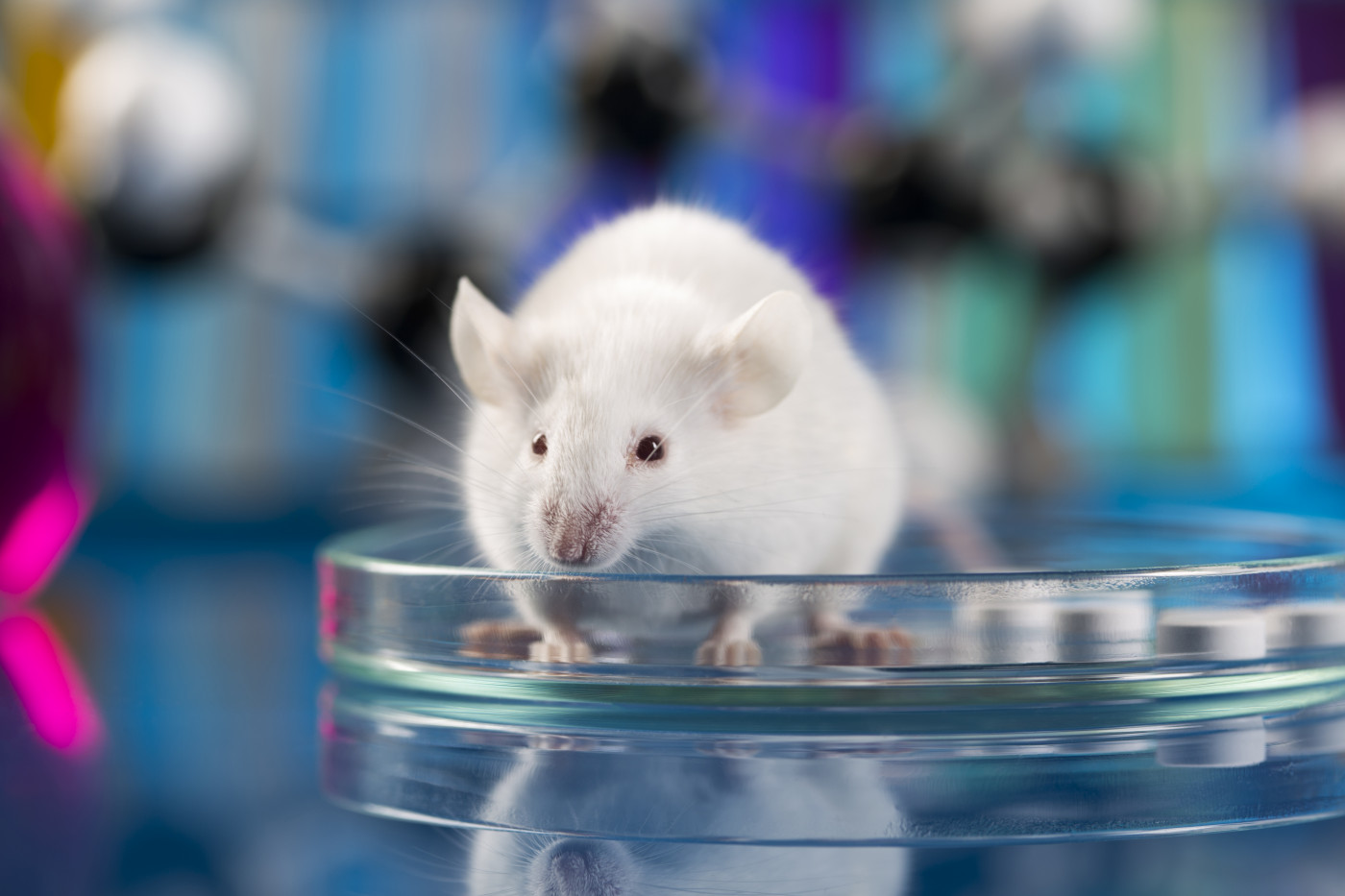 Specific Stem Cells Promote Motor Neuron Survival, Increase Muscle Strength in ALS Mouse Model, Study Reports
