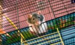 Motor Neuron Damage in ALS mice