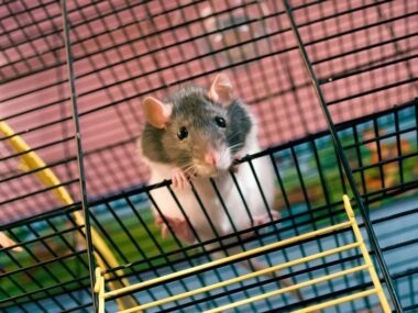 Motor Neuron Damage in ALS mice