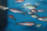 C9orf72 gene in ALS | ALS News Today | zebrafish model shows research potential