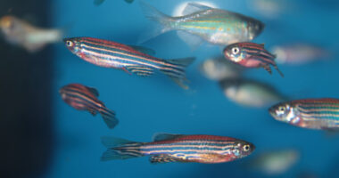 C9orf72 gene in ALS | ALS News Today | zebrafish model shows research potential