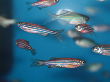 C9orf72 gene in ALS | ALS News Today | zebrafish model shows research potential