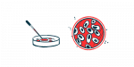 A dropper is seen poised above a petri dish alongside an aerial image of cells in another lab dish.