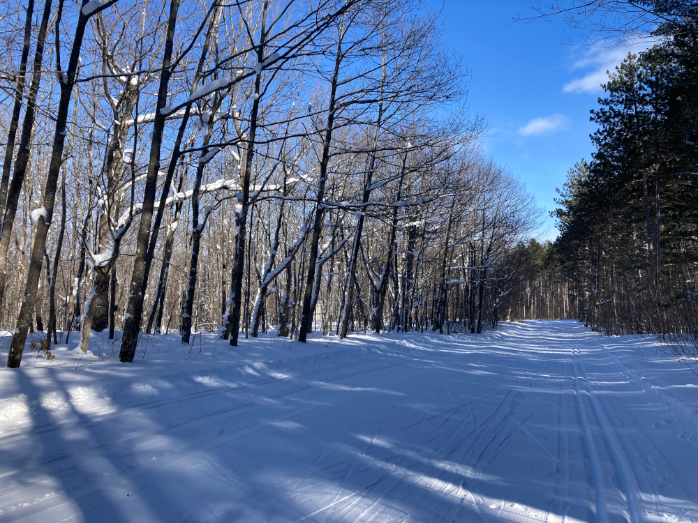 therapy | ALS News Today | photo of ski trail, flanked on either side by trees