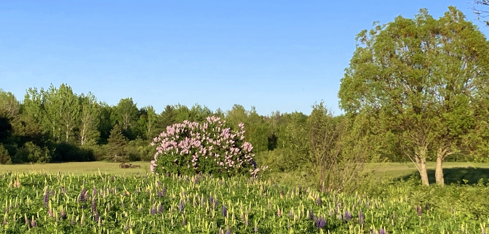 diagnosis of ALS | ALS News Today | A landscape photo of lilacs and lupines, with taller trees in the distances, taken during Kristin's walk.