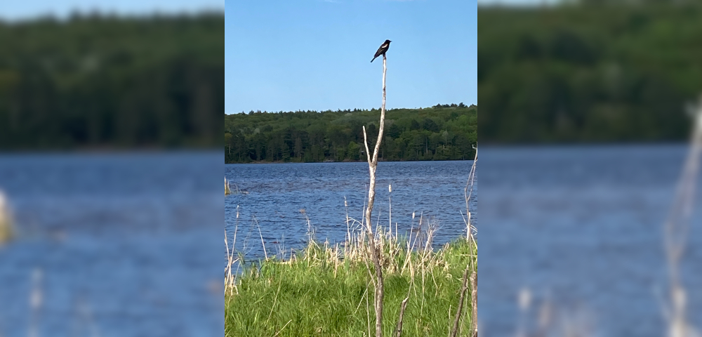 finding light in the darkness | ALS News Today | A blackbird perches on a tree branch next to a lake at Nara Nature Park in Houghton, Michigan.