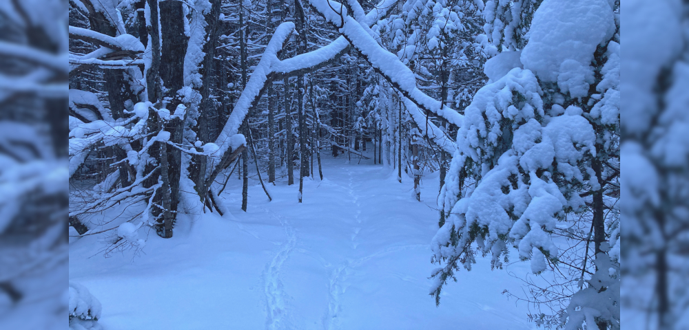 A blue-tinged outdoor photo shows impressive snow cover in a wooded forest in Upper Michigan. There's about a foot of snow on a trail through the forest, with no human tracks, making navigation difficult. 