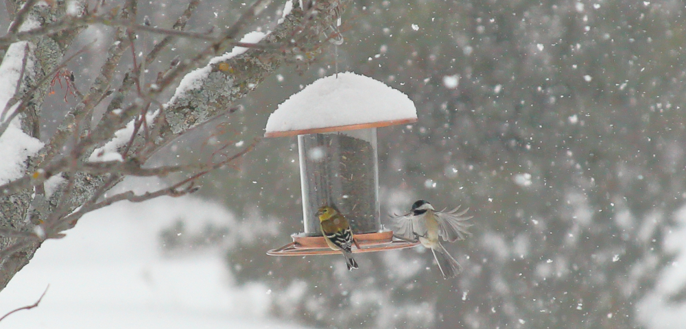 Two small birds, a finch and a chickadee, perch on a snow-covered bird feeder hanging from the branch of a tree as snow falls around them.