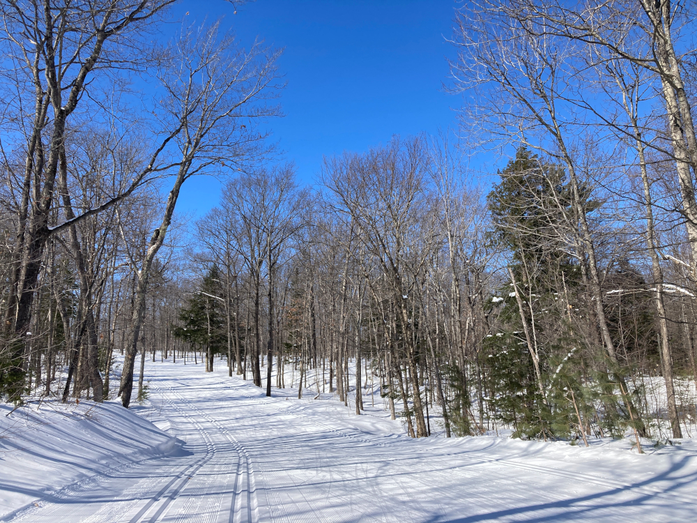A clear, blue sky sits over bare trees and a snow-packed cross-country ski trail in the woods. 