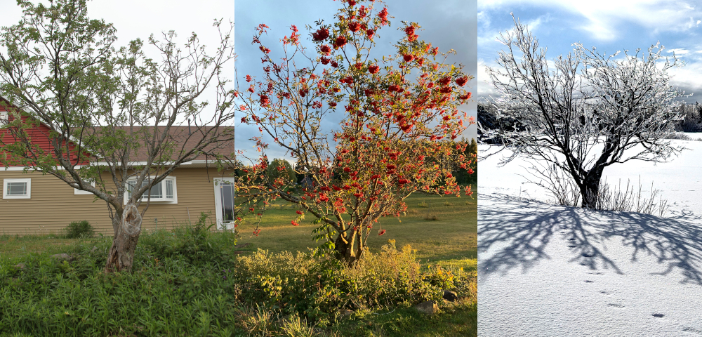 A triptych of photos of a tree: At left, we see it some green on its left branches, with a lot of greenery on the ground and a brown house in the background; in the center, we see it with red flowers, surrounded by some yellow plants on the ground and with grass behind it; and at right, we see it bare with a few short, bare stalks behind it, all rising over the snow with a blue sky with some white clouds overhead.