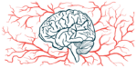 The brain and nervous system is shown in this illustration.