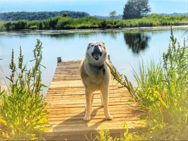 A husky mix stands on a wooden pier that extends out over a river. His mouth is open, as if he's in mid-bark. The pier is surrounded by lush greenery, as is the opposite bank.