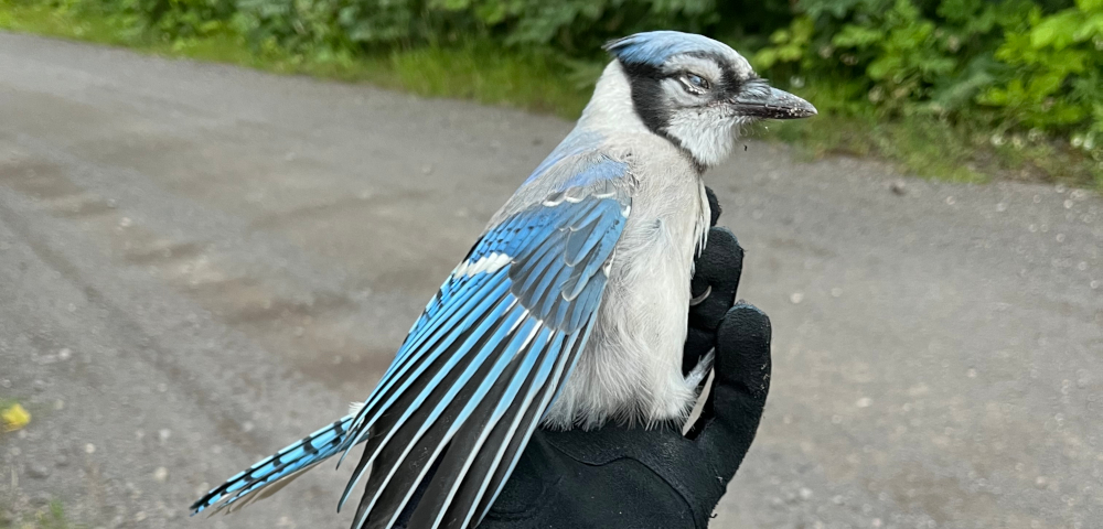 A black-gloved hand holds a blue jay. In the background we see a paved road with greenery at the side.