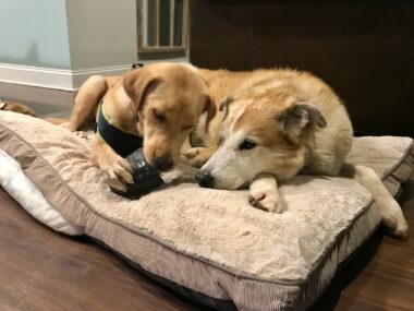 Two dogs - one older and one a puppy - lie on a tan doggie bed or cushion on a wooden floor. The older dog is resting its head on its paw while the puppy chews on something. It is an adorable scene. 