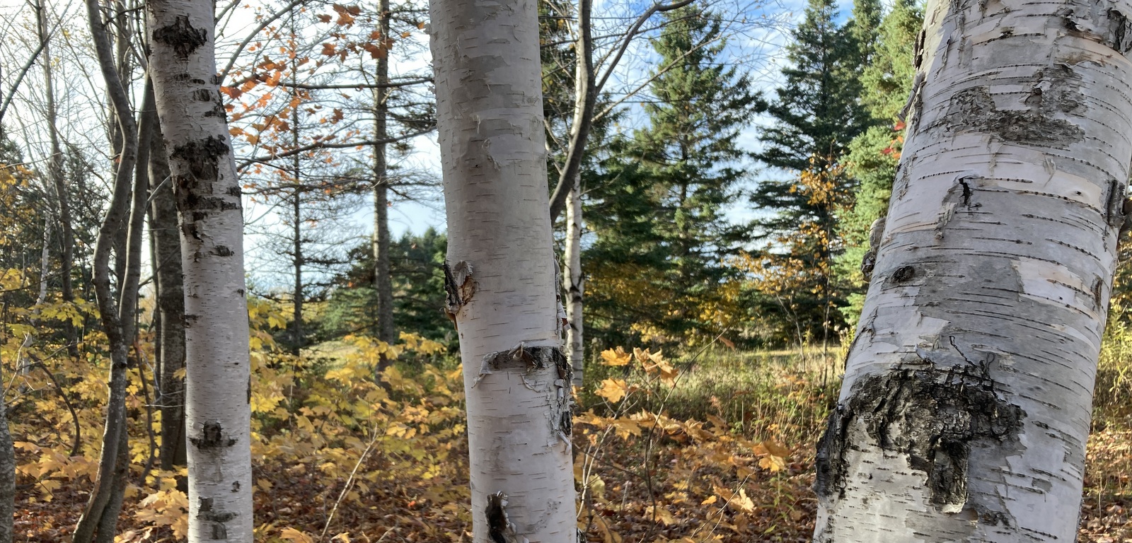 A photo of birch trees that highlights their papery bark.