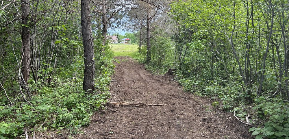 A wide dirt path appears center in the frame, with much greenery and many trees on either side. The path ends at a field of green grass; what appears to be a house is in the distance under a blue sky.