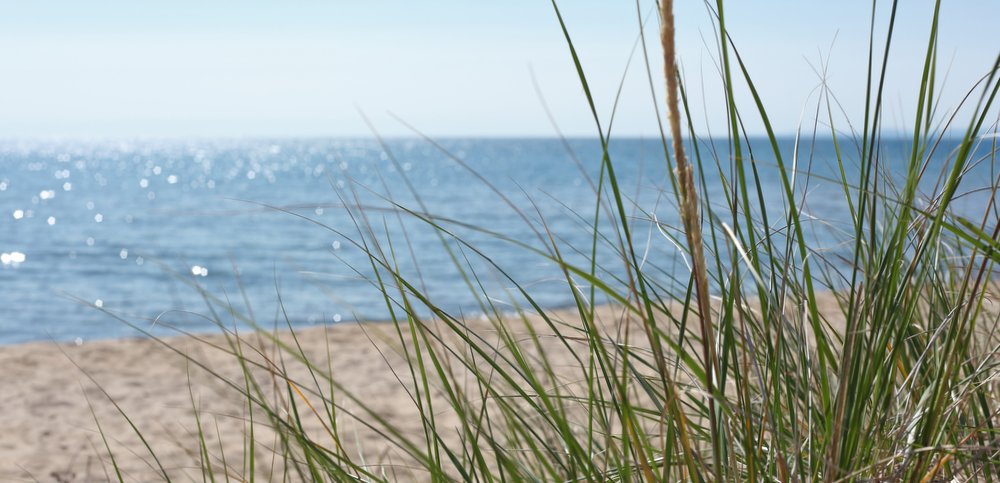 Seagrass is in the foreground as we look out at a tan shore and blue water underneath a light blue sky.