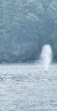 A humpback whale spouts just off the coast of Alaska. 