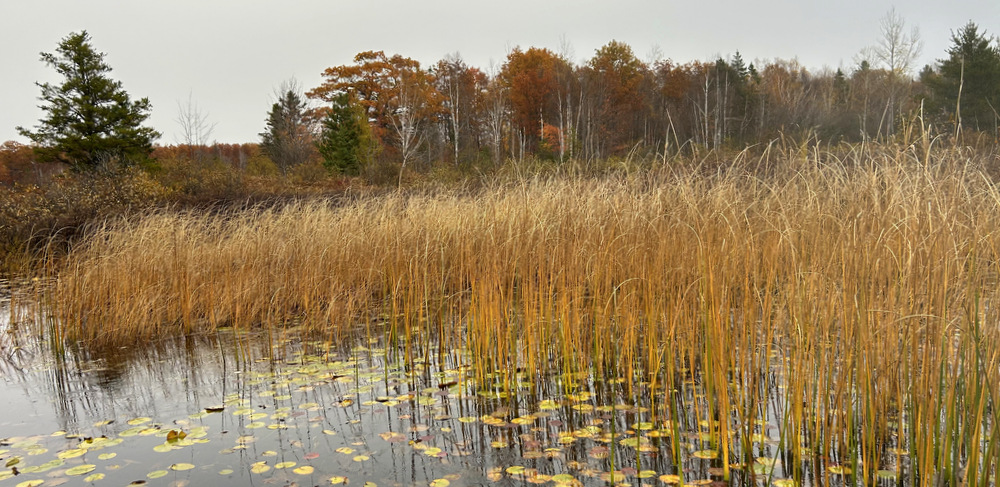 A landscape photo shows a pond on a cloudy day. There are leaves floating on the water and autumn foliage in the background.