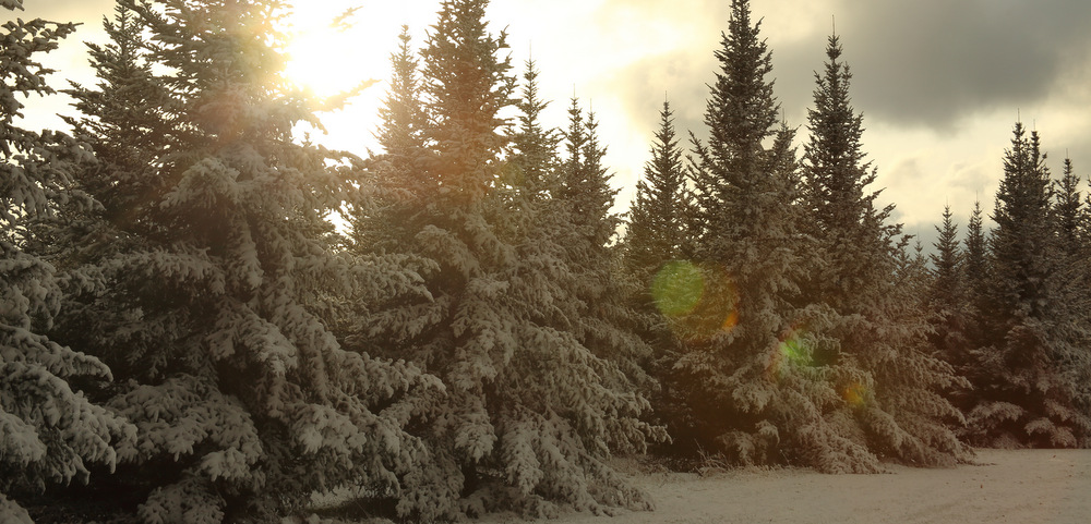 A stand of Fraser firs are covered in snow and backlit by a setting sun. 