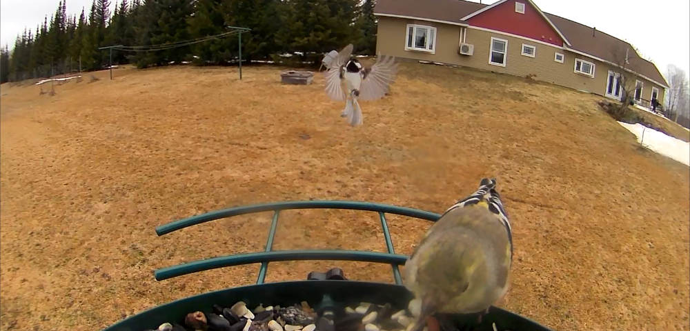 A bird is sitting on the sliver of a bird feeder we see in the foreground, with another bird, wings flapping, approaching it. Below them is a yard of brown, with an olive-brown house with a red gable in the distance, a stand of trees beside it on the left. An ice-covered pond can be seen at the right.