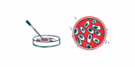 A dropper is seen poised above a petri dish alongside an aerial image of cells in another lab dish.