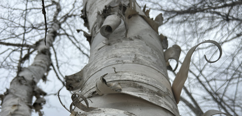 A horizontal photo focusing on the peeling white bark of a birch tree. The trees are bare, and the upper branches of surrounding trees are blurred by the camera, set to a gray, almost gloomy-looking sky.