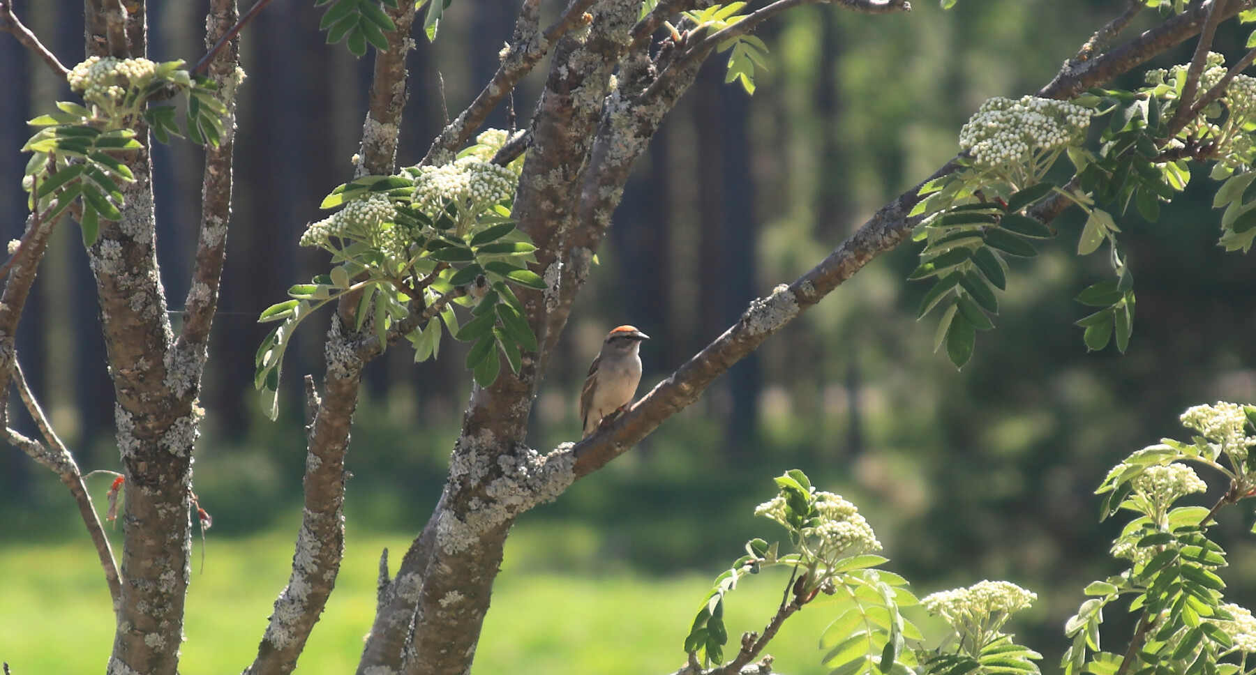 A small, gray bird with an orangish-rust color on the top of its head sits on the branch of an old tree that has recently bloomed. It's a bright and sunny day, and blurred trees of a forest are visible in the background. 