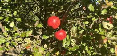 Apples hang on a tree.